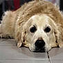 animal, canine, cockerspaniel, dog, eskimodog, goldenretriever, hound, labradorretriever, person, pet, puppy, sleeping, snout, whitedog