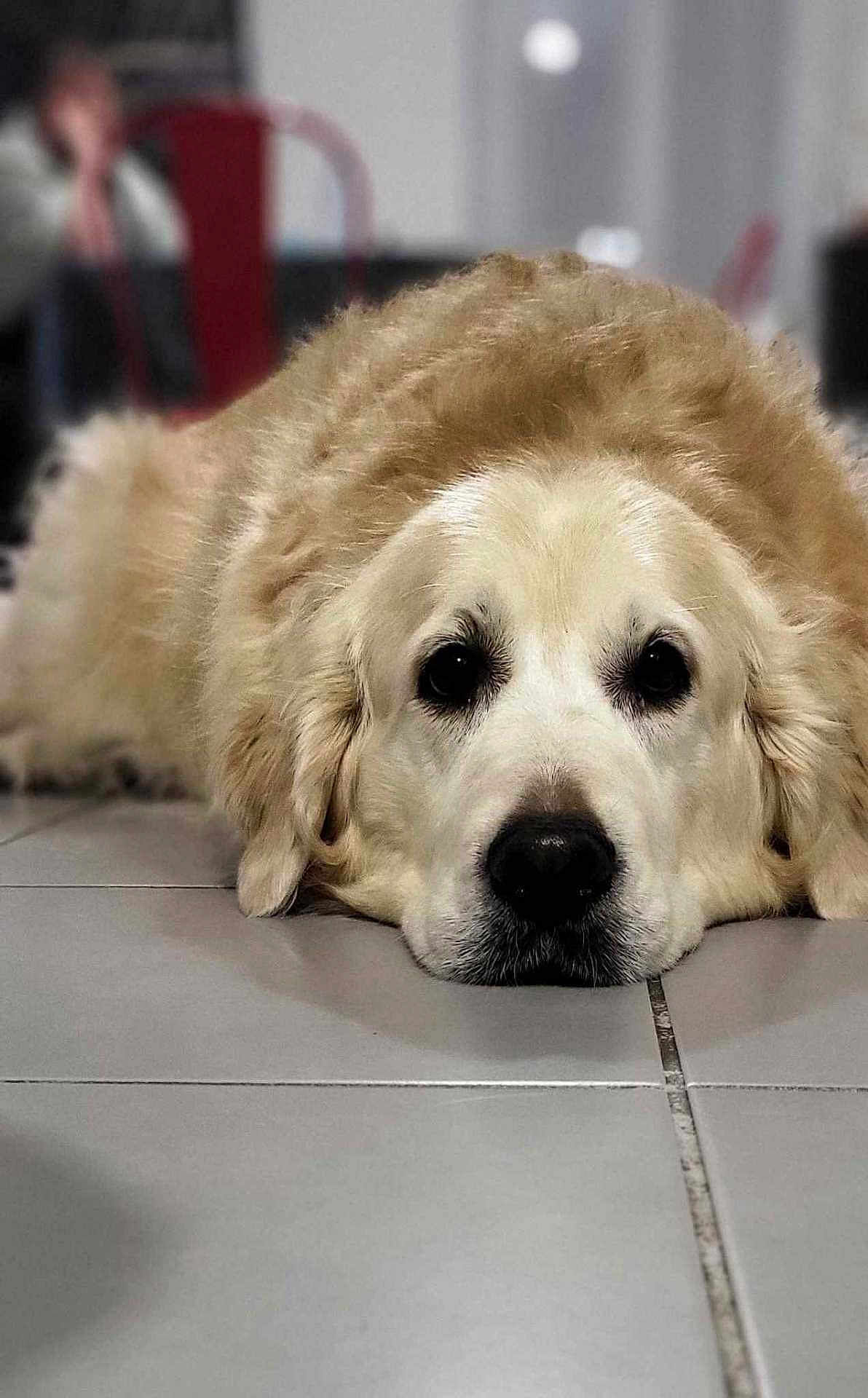 Maya participe au concours pour gagner de l'argent avec cette photo : animal, canine, cockerspaniel, dog, eskimodog, goldenretriever, hound, labradorretriever, person, pet, puppy, sleeping, snout, whitedog