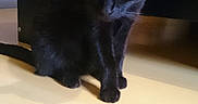 Mignonne participe au concours pour gagner de l'argent avec cette photo : black, black_cat, bombay, carnivoran, cat, cat_like_mammal, domestic_short_haired_cat, fur, kitten, small_to_medium_sized_cats, snout, whiskers