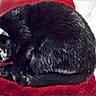 Mignonne a rejoint le concours — aidez-le/la à gagner de superbes lots ! black, black_cat, cat, fur, snout, whiskers