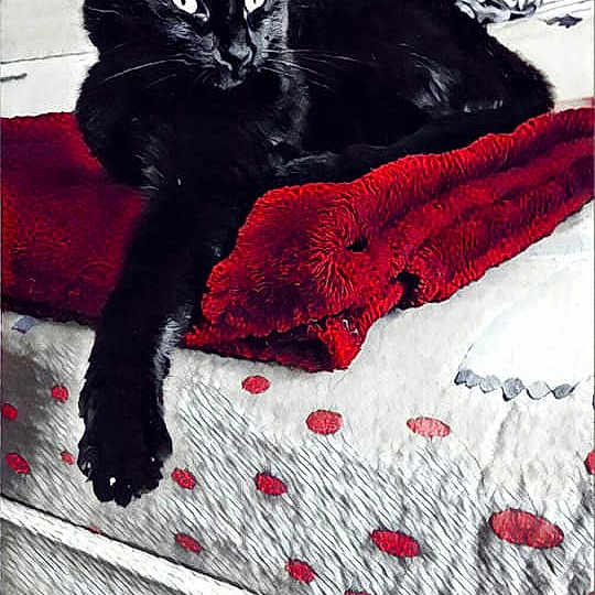 Mignonne
