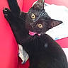 Mignonne a rejoint le concours — aidez-le/la à gagner de superbes lots ! black, black_cat, bombay, carnivoran, cat, cat_like_mammal, domestic_short_haired_cat, fur, kitten, small_to_medium_sized_cats, whiskers