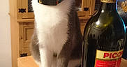 Nayla participe au concours pour gagner de l'argent avec cette photo : bottle, carnivoran, cat, cat_like_mammal, distilled_beverage, domestic_short_haired_cat, drink, fur, kitten, small_to_medium_sized_cats, whiskers