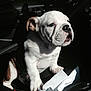 animal, brown_patch, bulldog, car_interior, car_seat, closeup, curious, cute, dog, domestic_animal, paper, pet, pet_animal, puppy, seatbelt, sitting, sunlight, vehicle, white_fur, young_dog