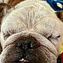 Tyson joined the competition — help win amazing prizes! animal, bulldog, close_up, cute, dog, face, fur, indoor, mouth, nose, paw, pet, portrait, relaxed, sleeping, snout, teeth, texture, whiskers, wrinkles