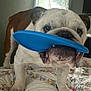 Tyson joined the competition — help win amazing prizes! animal, bed, blue, bulldog, closeup, curtain, cute, dog, ears, face, frisbee, fur, home, indoor, legs, paw, pet, playful, quilt, window