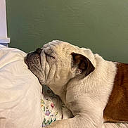 Tyson is registered to the contest to win money with this photo: animal, bed, brown, bulldog, closeup, cozy, dog, face, floral, fur, indoor, paw, pet, pillow, quiet, quilt, resting, sleeping, wall, white
