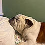 animal, bed, brown, bulldog, closeup, cozy, dog, face, floral, fur, indoor, paw, pet, pillow, quiet, quilt, resting, sleeping, wall, white