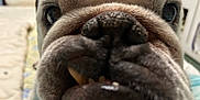 Tyson is registered to the contest to win money with this photo: animal, bulldog, canine, close_up, cute, dog, domestic_animal, expression, face, furry, indoor, muzzle, nose, pet, portrait, snout, teeth, tongue, whiskers, wrinkles