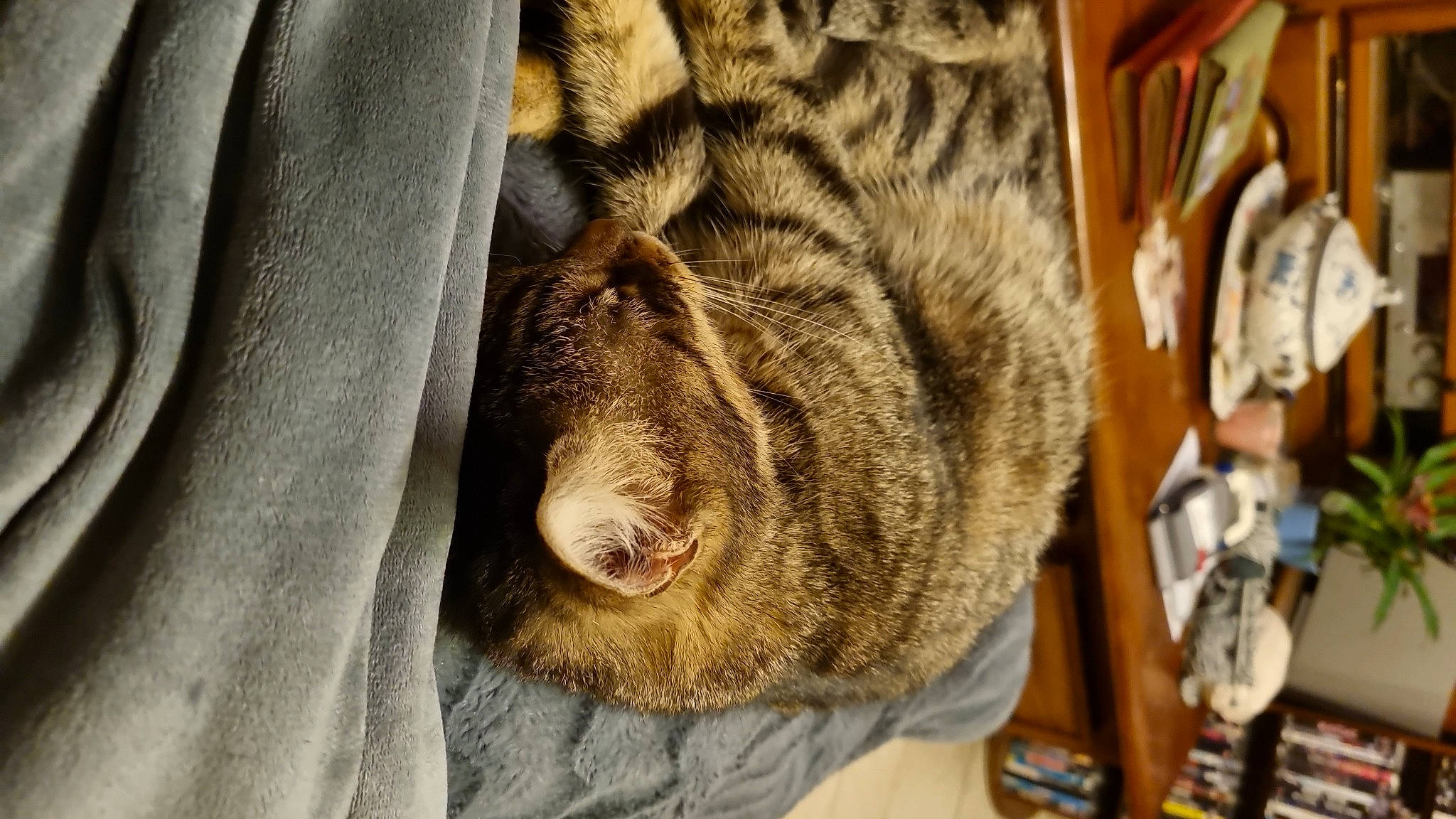 Olaff a rejoint le concours — aidez-le/la à gagner de superbes lots ! big_cats, carnivore, claw, comfort, dog_breed, domestic_short_haired_cat, fawn, felidae, fur, guard_dog, lion, small_to_medium_sized_cats, snout, tail, terrestrial_animal, tree, whiskers, wildlife, wood, wool