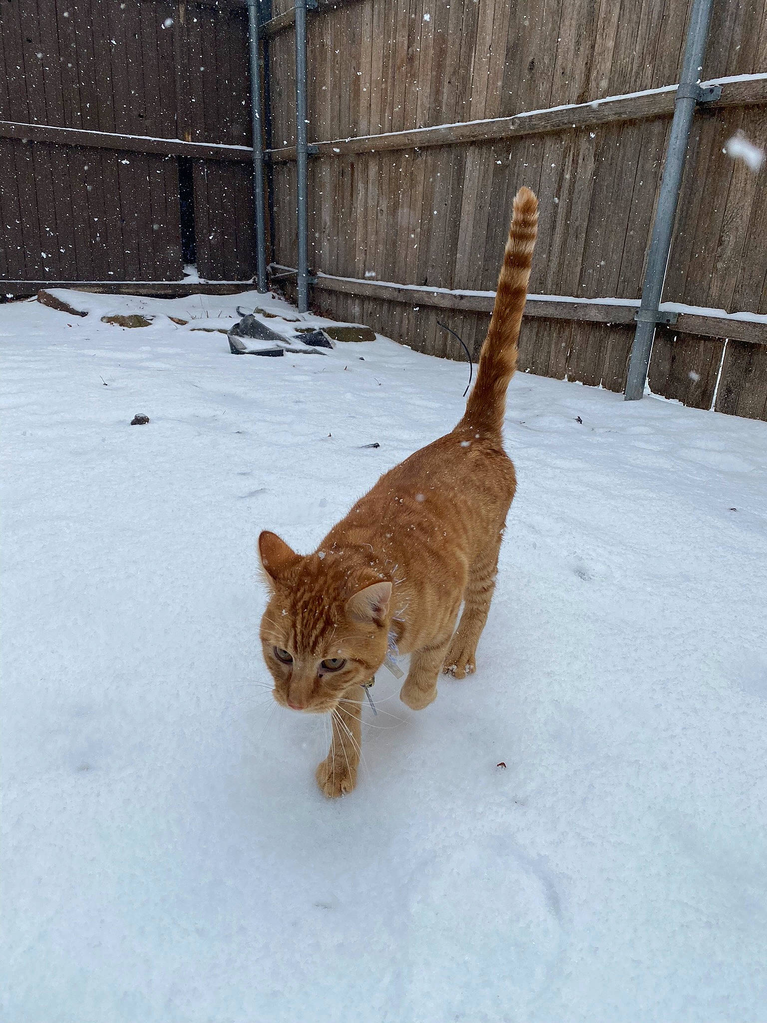 Bug joined the competition — help win amazing prizes! big_cats, carnivore, cat, domestic_short_haired_cat, fawn, felidae, fence, freezing, fur, mammal, small_to_medium_sized_cats, snout, snow, tail, terrestrial_animal, vertebrate, whiskers, wildlife, winter, wood