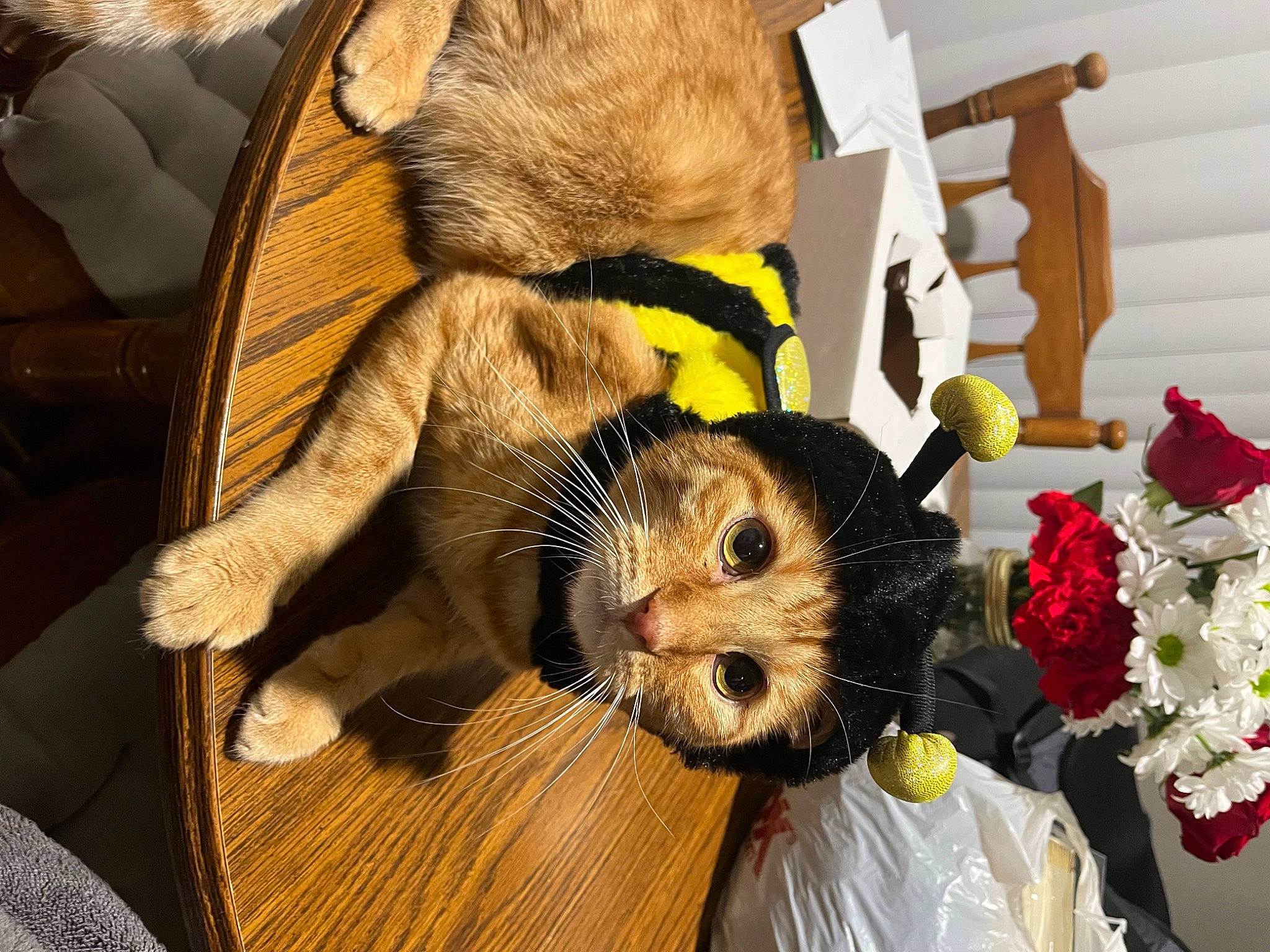 Bug is registered to the contest to win money with this photo: baby_toys, canidae, carnivore, companion_dog, dog_breed, event, fashion_accessory, fawn, flower, fur, hamster, plush, rose, snout, sporting_group, stuffed_toy, teddy_bear, toy, whiskers, wood