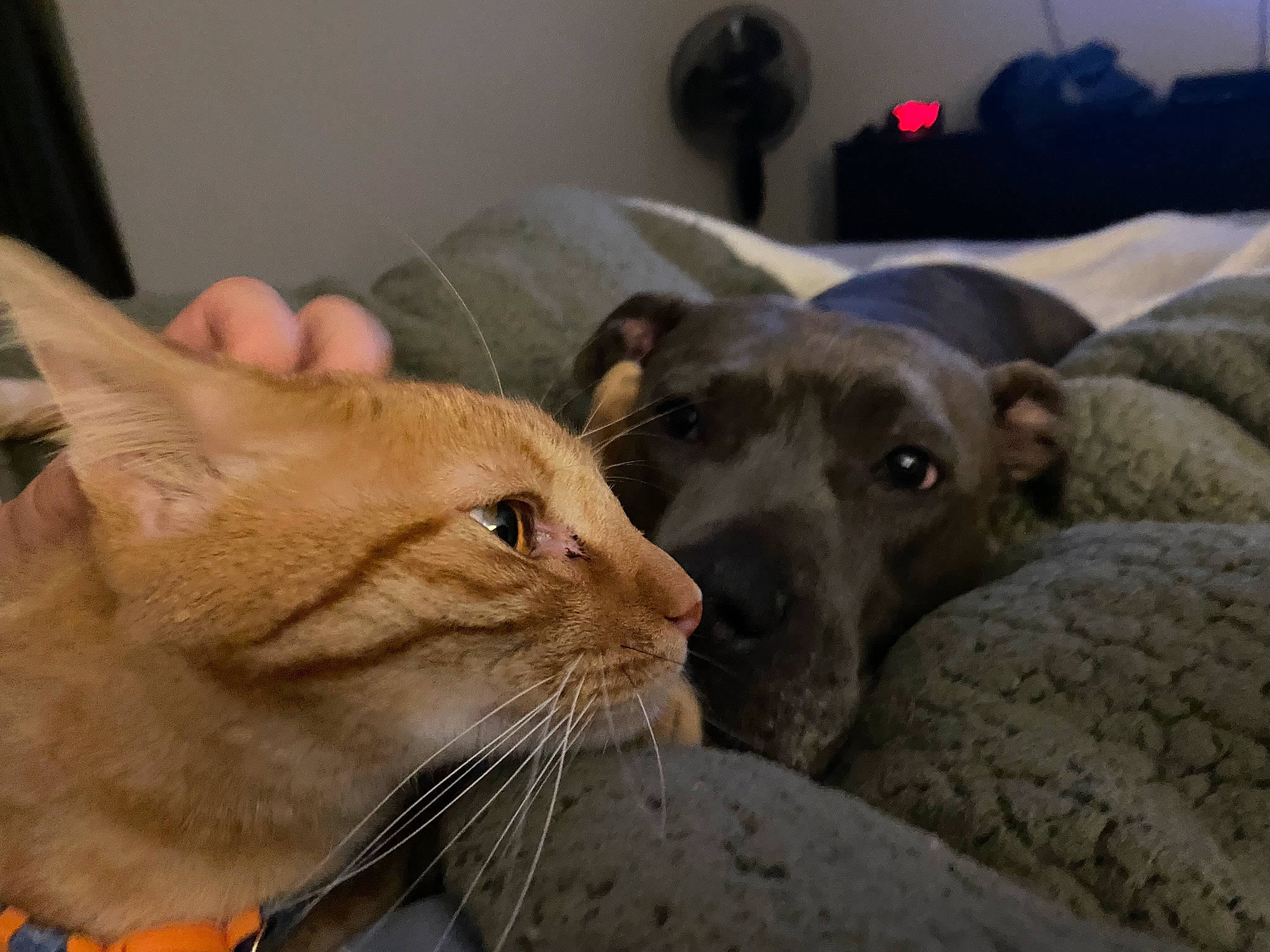 Bug joined the competition — help win amazing prizes! canidae, carnivore, cat, claw, comfort, companion_dog, domestic_short_haired_cat, ear, fawn, felidae, fur, nap, paw, small_to_medium_sized_cats, snout, tail, thai, whiskers, working_animal