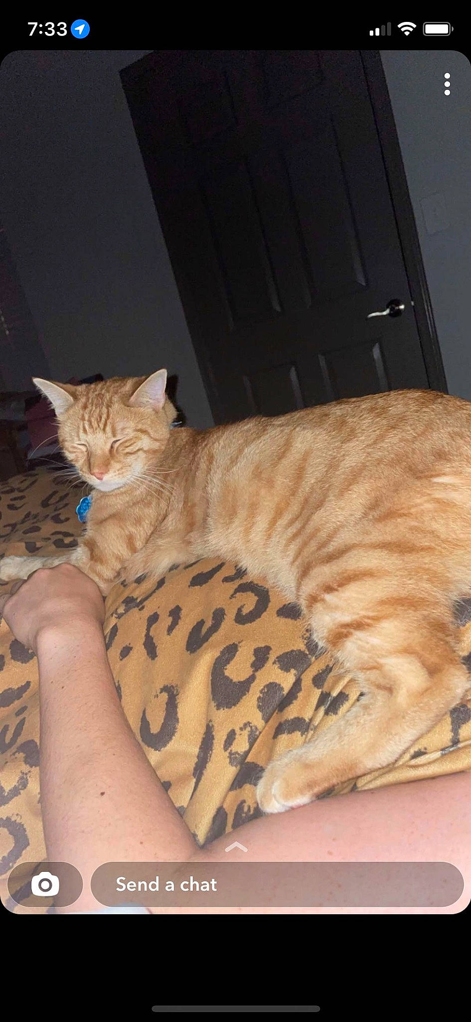 Bug joined the competition — help win amazing prizes! carnivore, cat, claw, comfort, domestic_short_haired_cat, eye, fawn, felidae, foot, fur, human_leg, nail, paw, sitting, small_to_medium_sized_cats, snout, tail, tree, whiskers, wood