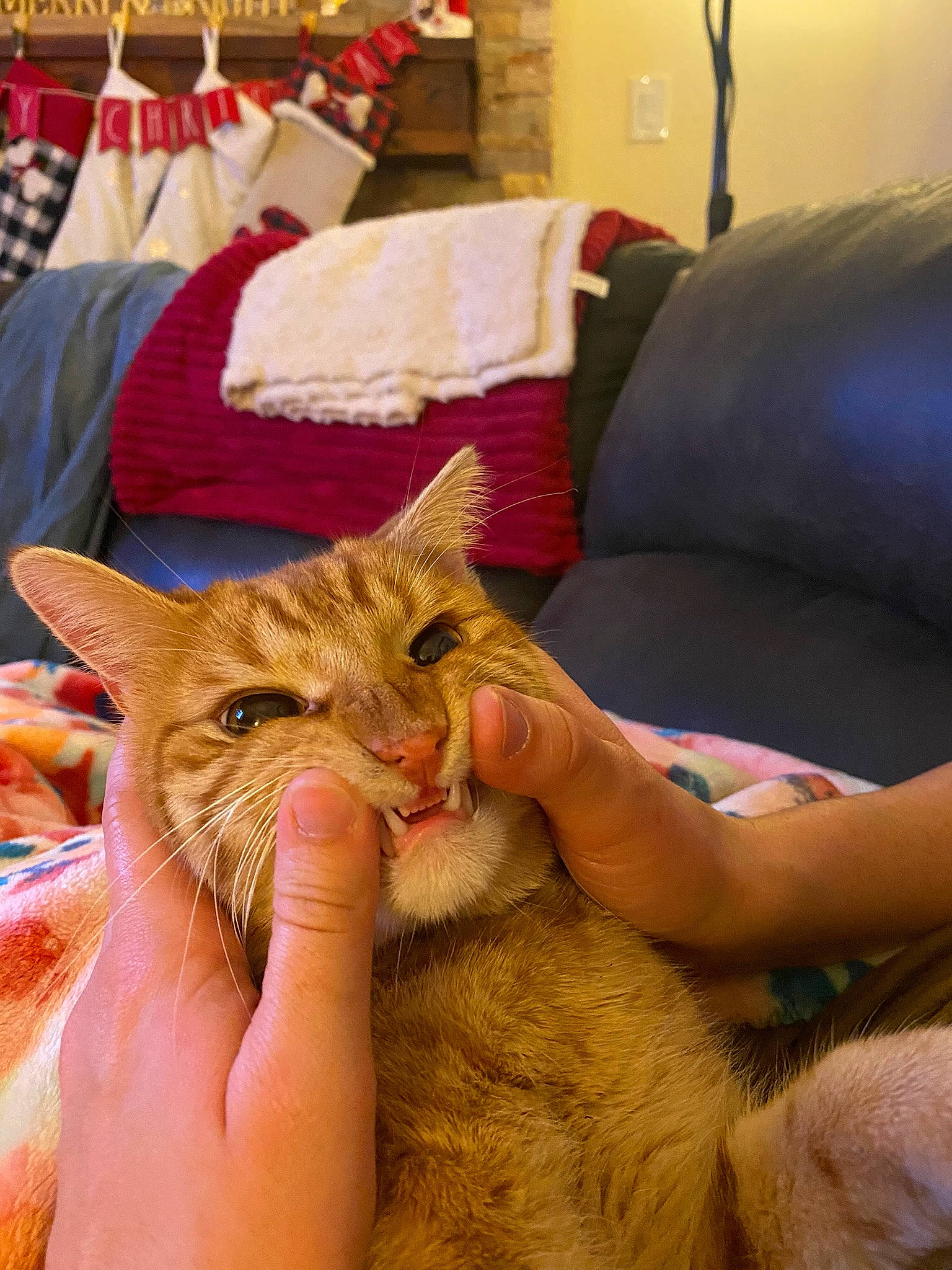 Bug joined the competition — help win amazing prizes! carnivore, cat, claw, comfort, couch, domestic_short_haired_cat, ear, fawn, felidae, fur, gesture, grass, linens, nail, picture_frame, small_to_medium_sized_cats, terrestrial_animal, whiskers