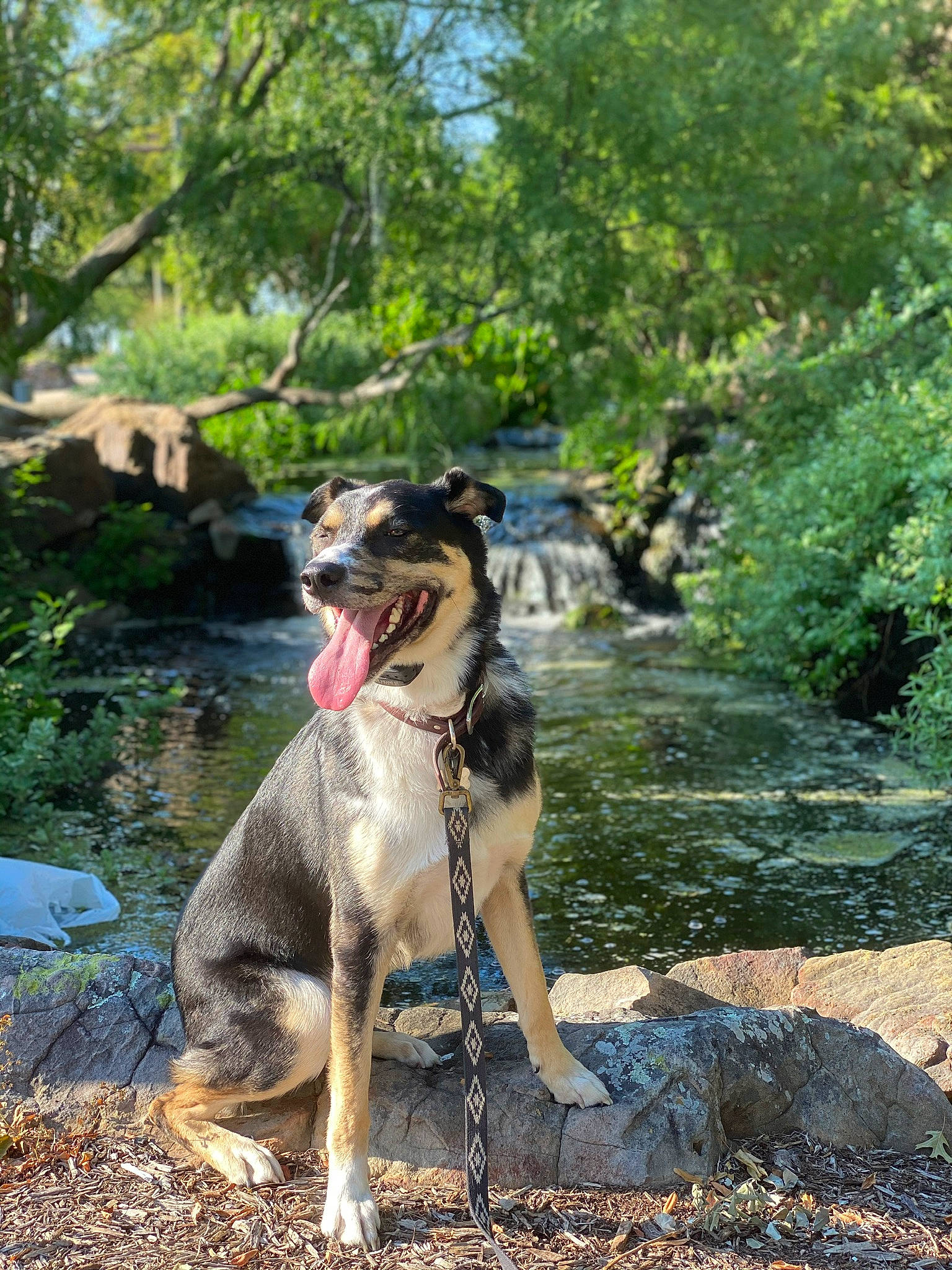 Bailey is registered to the contest to win money with this photo: adventure, carnivore, collar, companion_dog, dog, dog_breed, fawn, garden_hose, grass, leash, plant, recreation, rock, soil, sporting_group, tail, trail, tree, wood, working_animal