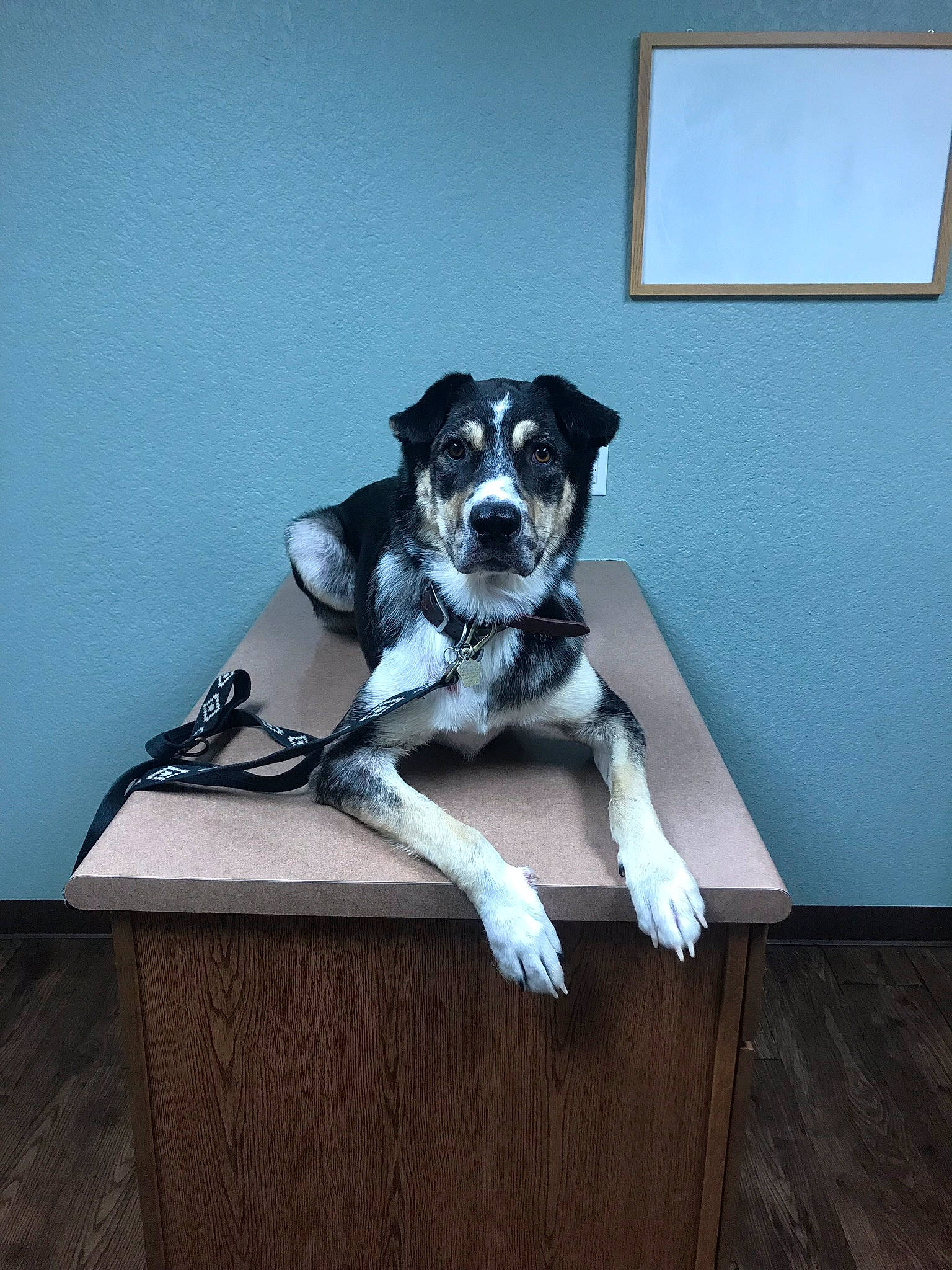 Bailey joined the competition — help win amazing prizes! art, canidae, carnivore, companion_dog, couch, dog, dog_breed, floor, flooring, grey, hardwood, living_room, picture_frame, room, snout, sporting_group, table, tail, wood, working_animal