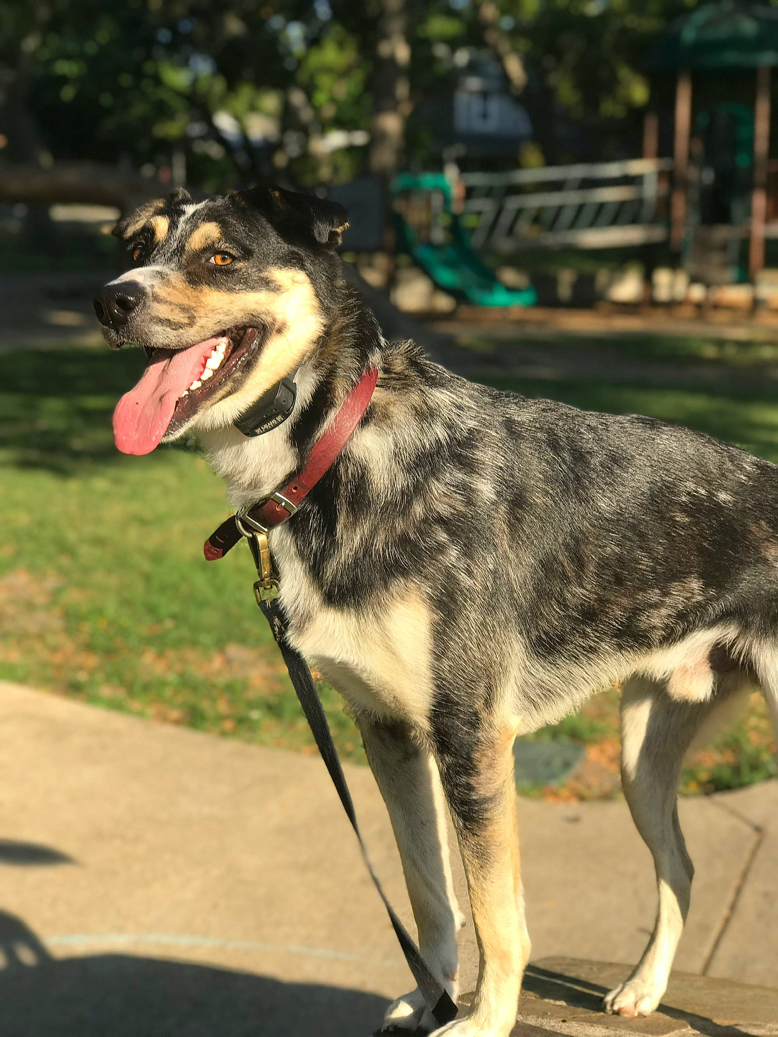 Bailey joined the competition — help win amazing prizes! canidae, carnivore, collar, companion_dog, dog, dog_breed, dog_collar, dog_supply, fur, grass, leash, pet_supply, plant, snout, sporting_group, tail, terrestrial_animal, whiskers, working_animal, working_dog