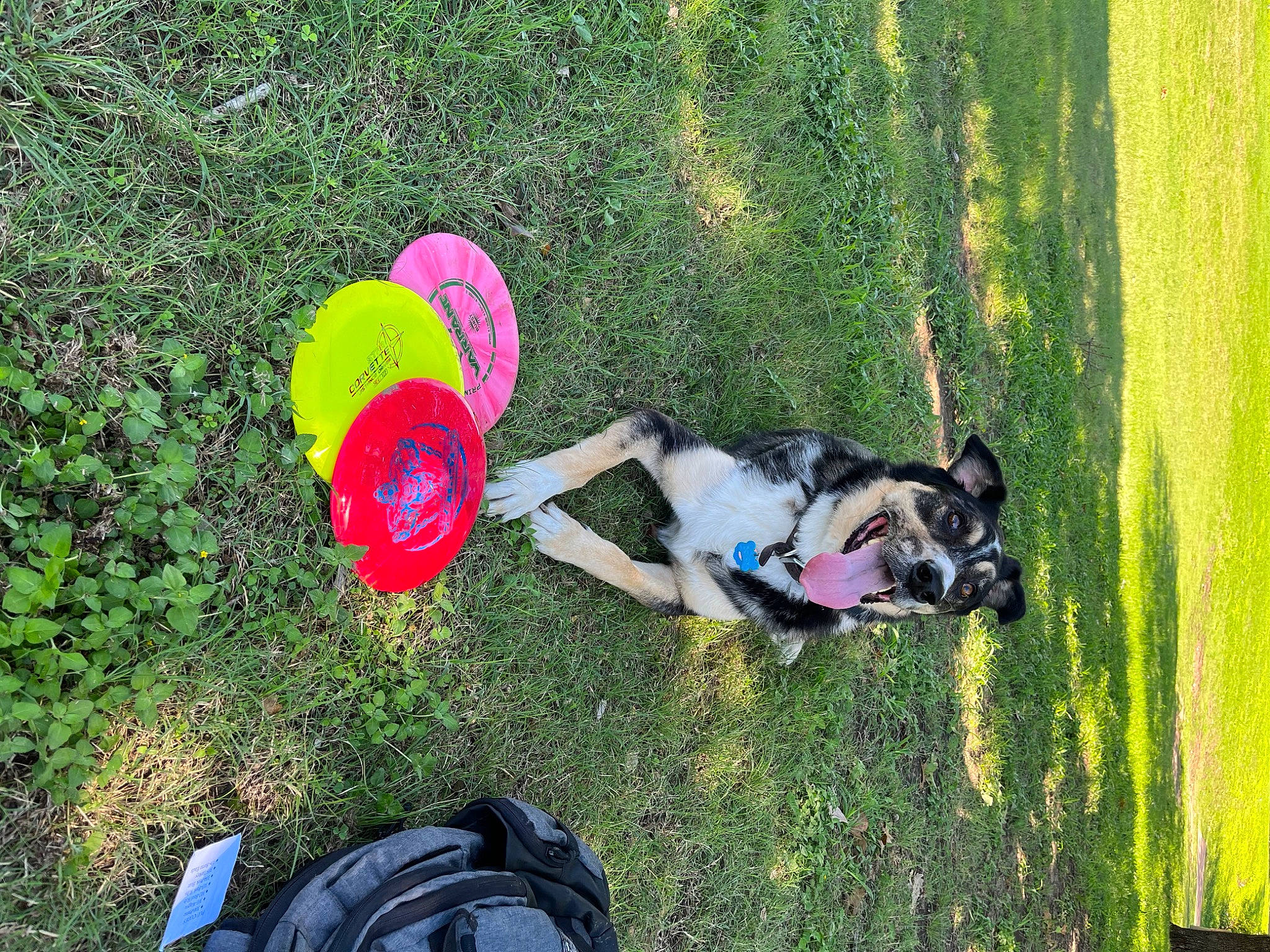 Bailey is registered to the contest to win money with this photo: automotive_wheel_system, backpack, carnivore, companion_dog, dog, dog_breed, fun, grass, grassland, happy, lawn, leisure, people_in_nature, personal_protective_equipment, plant, recreation, shoe, toy, tree, wheel