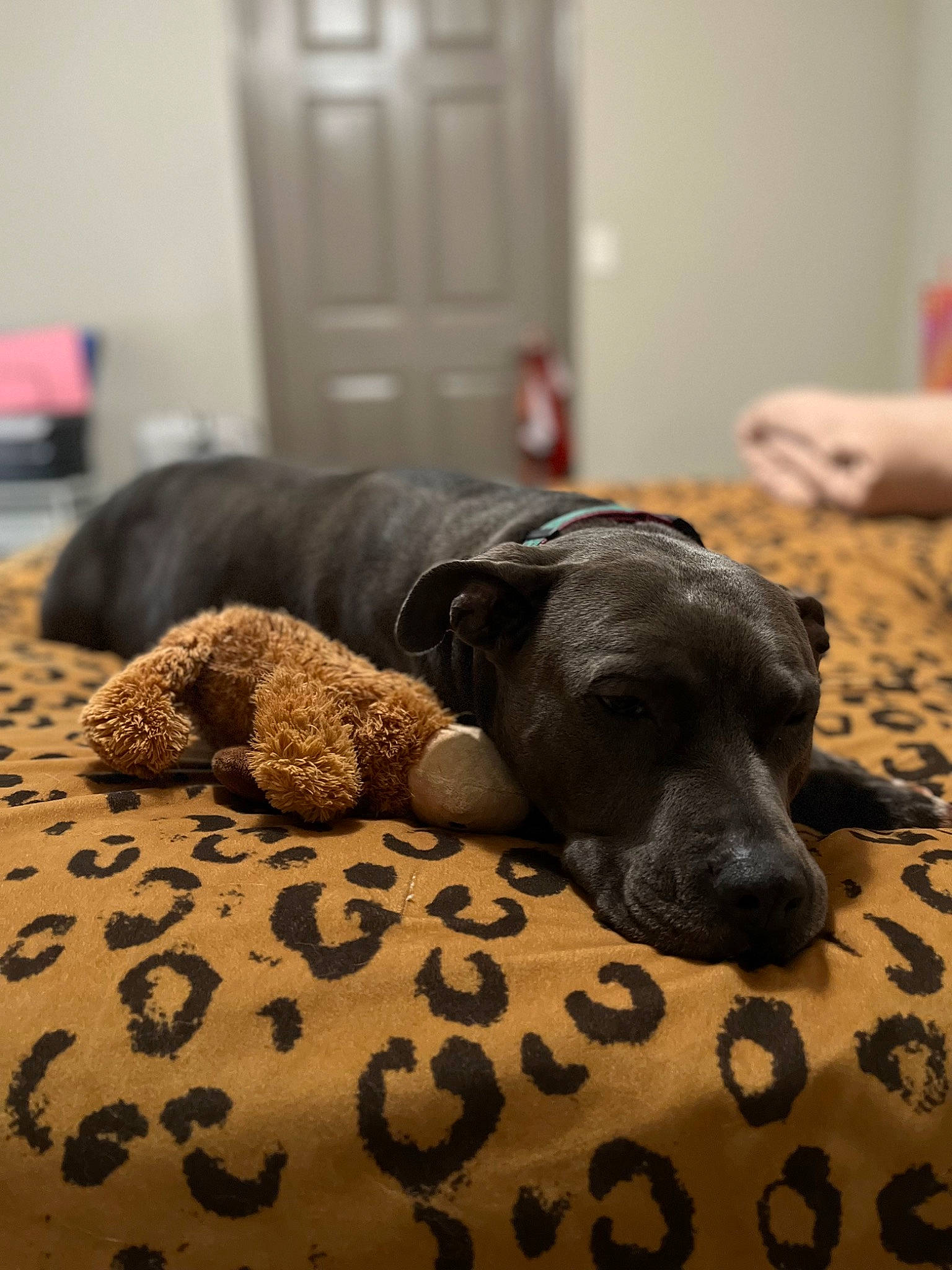 Bella is registered to the contest to win money with this photo: bed, canidae, carnivore, comfort, companion_dog, dog, dog_breed, fawn, floor, flooring, grey, hardwood, linens, room, snout, sporting_group, terrestrial_animal, toy, wood, working_animal