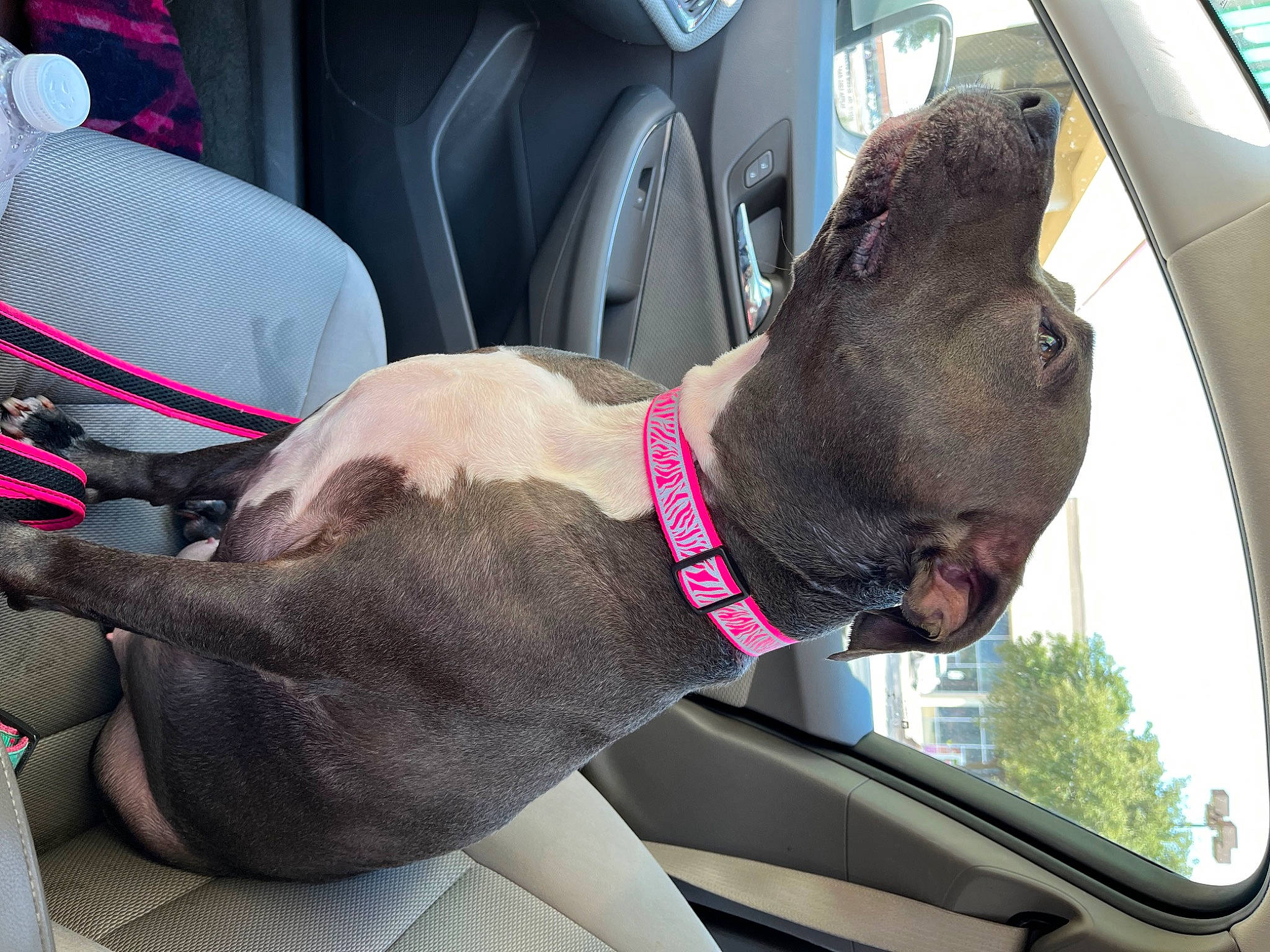 Bella joined the competition — help win amazing prizes! auto_part, automotive_design, automotive_exterior, car, car_seat, car_seat_cover, carnivore, collar, comfort, companion_dog, dog, dog_breed, dog_collar, fawn, head_restraint, liver, motor_vehicle, snout, vehicle, vehicle_door