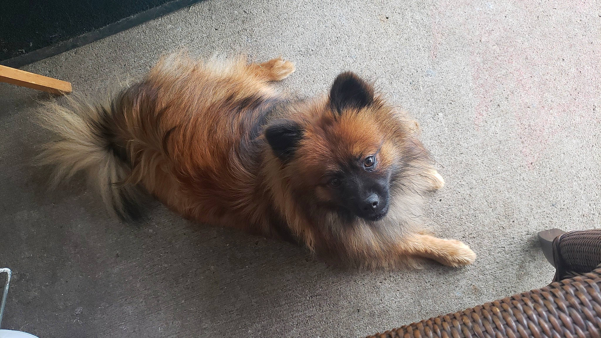 Rikki joined the competition — help win amazing prizes! canidae, carnivore, companion_dog, dog, dog_breed, eurasier, fawn, german_spitz, german_spitz_klein, german_spitz_mittel, mammal, non_sporting_group, pomeranian, puppy, spitz, vertebrate