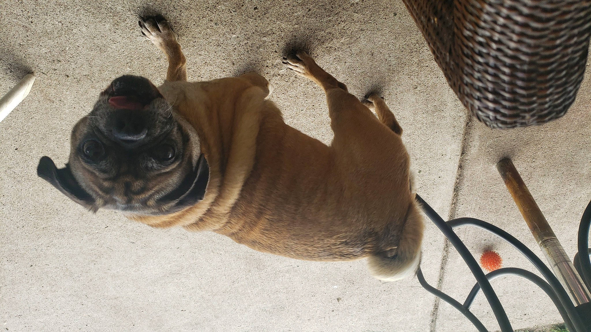 Spanky is registered to the contest to win money with this photo: canidae, dog_breed, fawn, non_sporting_group, pug, shar_pei