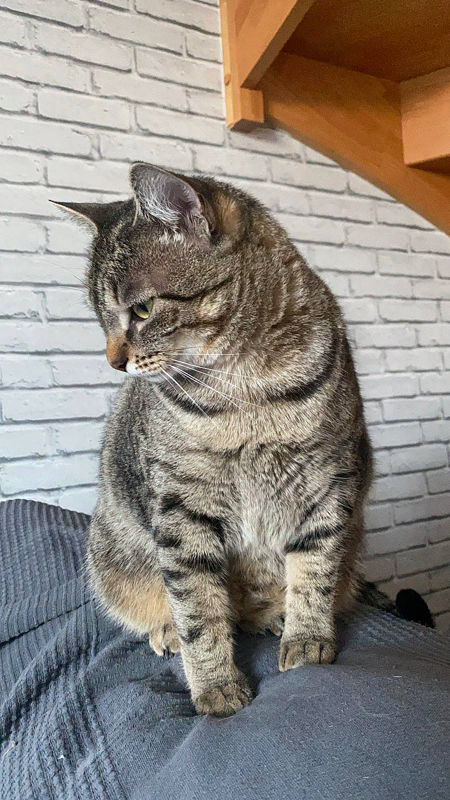 Kyara participe au concours pour gagner de l'argent avec cette photo : brickwork, carnivore, cat, claw, domestic_short_haired_cat, felidae, fur, grey, hardwood, paw, sitting, small_to_medium_sized_cats, tail, terrestrial_animal, whiskers, wood