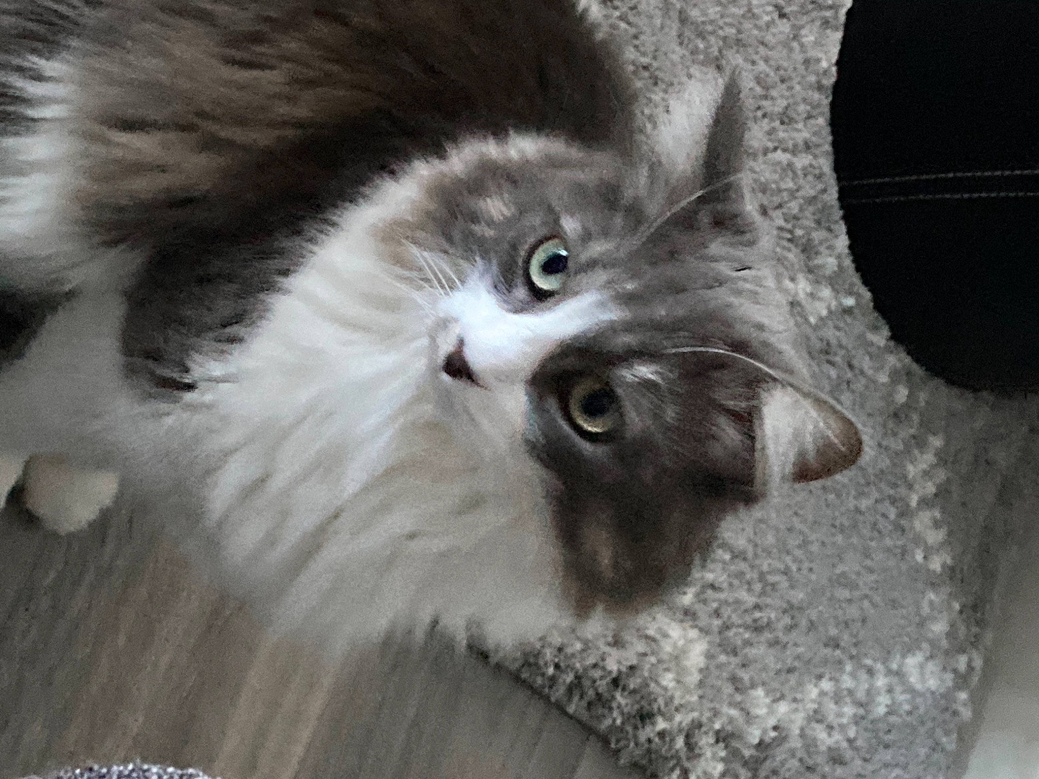 Bounty a rejoint le concours — aidez-le/la à gagner de superbes lots ! british_longhair, carnivore, cat, claw, domestic_short_haired_cat, eye, felidae, fur, grey, maine_coon, monochrome, monochrome_photography, paw, small_to_medium_sized_cats, snout, tail, terrestrial_animal, whiskers