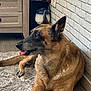 dog, indoor, brown, black, tongue_out, carpet, wooden_furniture, brick_wall, pet, animal, relaxed, ears_up, floor, side_view, canine, domestic_animal, resting, household, companion, cute
