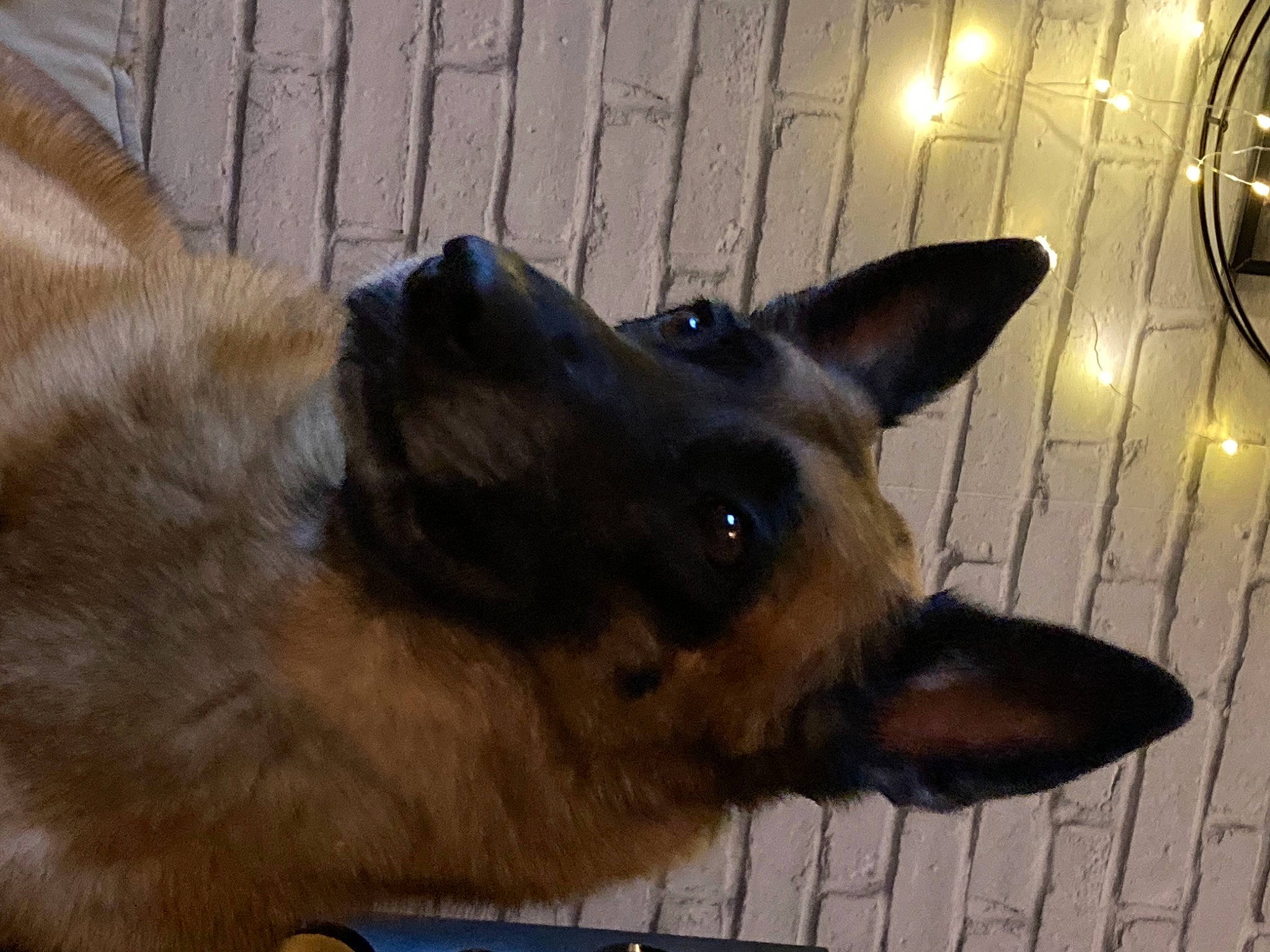 Hydra a rejoint le concours — aidez-le/la à gagner de superbes lots ! belgian_shepherd_malinois, canidae, carnivore, companion_dog, dog, dog_breed, east_european_shepherd, fawn, german_shepherd_dog, herding_dog, king_shepherd, liver, non_sporting_group, old_german_shepherd_dog, pet_supply, snout, sporting_group, whiskers, working_animal, working_dog