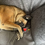 Hydra participe au concours pour gagner de l'argent avec cette photo : dog, couch, paw, gray, cozy, relaxed, indoor, pet, heart_emoji, sparkle_emoji, fur, ear, snout, blanket, texture, comfort, animal, resting, cute, home
