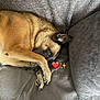 dog, couch, paw, gray, cozy, relaxed, indoor, pet, heart_emoji, sparkle_emoji, fur, ear, snout, blanket, texture, comfort, animal, resting, cute, home