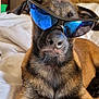 dog, sunglasses, indoor, pet, canine, brown_fur, black_fur, floor, tile, relaxed, cool, accessory, reflection, closeup, animal, laying_down, household, domestic, portrait, funny