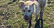 Jazzy is registered to the contest to win money with this photo: dog, mud, grass, outdoor, sunny, field, pet, canine, harness, playful, nature, muddy, animal, walking, daylight, tongue_out, ears, tail, ground, shadow