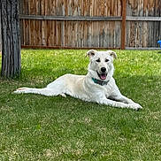 Jazzy is registered to the contest to win money with this photo: dog, white_dog, grass, lawn, outdoor, tree, wooden_fence, pet, canine, collar, happy, relaxed, animal, nature, summer, sunlight, tongue_out, resting, playful, backyard