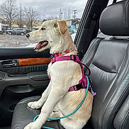 Jazzy is registered to the contest to win money with this photo: dog, puppy, car_interior, leather_seat, pink_harness, window, leash, sitting, side_view, mouth_open, tongue_visible, outdoor_view, cloudy_sky, trees, parking_lot, vehicle, seatbelt_buckle, door_handle, happy, pet