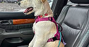 Jazzy is registered to the contest to win money with this photo: car_interior, cloudy_sky, dog, door_handle, happy, leash, leather_seat, mouth_open, outdoor_view, parking_lot, pet, pink_harness, puppy, seatbelt_buckle, side_view, sitting, tongue_visible, trees, vehicle, window