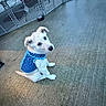 dog, puppy, blue_vest, concrete_floor, fence, pet, sitting, looking_up, indoor, curious, small_dog, white_dog, animal, domestic_animal, cute, canine, playpen, young_dog, companion, pet_clothing