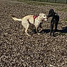 dog, dogs, outdoor, play, woodchips, fence, tree, sky, harness, black_dog, light_dog, grass, sunny, nature, animal, pet, park, daytime, friendly, canine