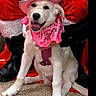 Jazzy is registered to the contest to win money with this photo: bandana, costume, cowboy_hat, cute, dog, festive, floor, hand, holiday, indoor, person, pet, pink_bandana, pink_hat, puppy, red_clothing, sitting, smiling, white_dog, white_fur