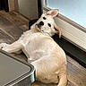 dog, puppy, light_fur, laying_down, wood_floor, indoor, door, frosted_glass, curious, pet, animal, looking_back, ear_up, relaxed, domestic, companion, cute, canine, young_dog, flooring