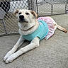 dog, canine, pet, tutu, clothing, turquoise, pink, outdoor, concrete, fence, baby_gate, resting, lying_down, cute, animal, domestic_animal, play_area, ears, tail, fur