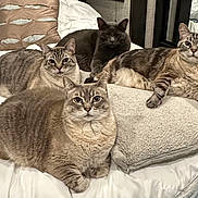 Marley And Babies joined the competition — help win amazing prizes! animal, bed, cat, cats, cozy, cute, domestic, ears, feline, fur, gray_cat, indoor, mammal, pet, pillow, relaxed, resting, striped, tabby, whiskers