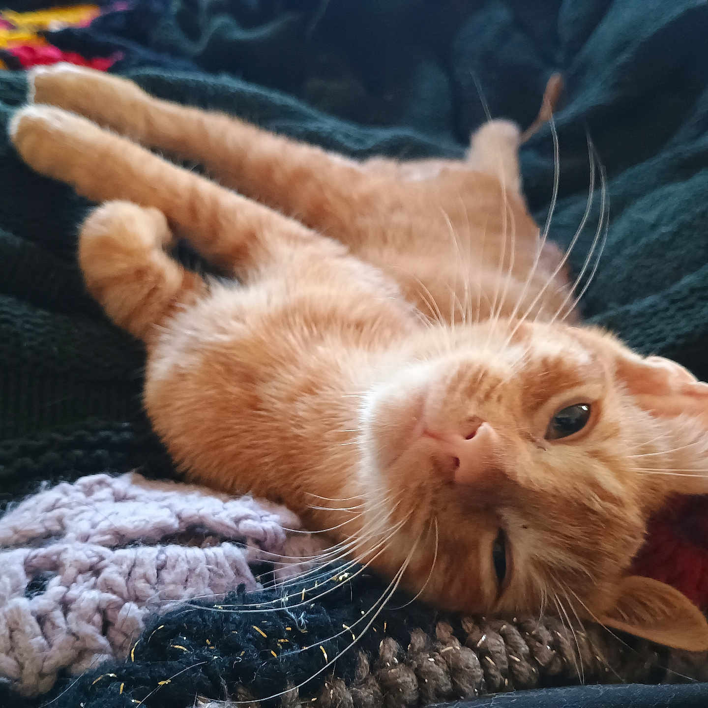 Pumpkin is registered to the contest to win money with this photo: abyssinian, animal, blanket, cat, clothing, couch, furniture, kitten, knitwear, manx, person, pet, quilt, siamese, sleeping, sweater