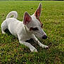 dog, white_dog, brown_patches, grass, field, outdoor, ears, water_tower, building, sky, clouds, pet, animal, canine, nature, park, daytime, greenery, relaxed, lying_down