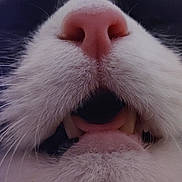 Bonnie joined the competition — help win amazing prizes! cat, close_up, nose, mouth, whiskers, fur, teeth, pink_nose, animal, pet, feline, snout, macro, cute, face, whisker, closeup, mouth_open, animal_face, domestic_cat