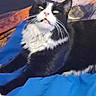 Bonnie joined the competition — help win amazing prizes! cat, black_and_white, fluffy, pet, animal, indoor, blanket, blue_blanket, fur, whiskers, cute, relaxed, looking_up, mouth_open, bedroom, resting, cozy, domestic_cat, feline, portrait