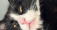 Bonnie is registered to the contest to win money with this photo: cat, black_and_white, close_up, yellow_eyes, pink_nose, whiskers, fur, pet, animal, relaxed, lying_down, portrait, cute, indoor, feline, soft_lighting, sleepy, face, nose, ears