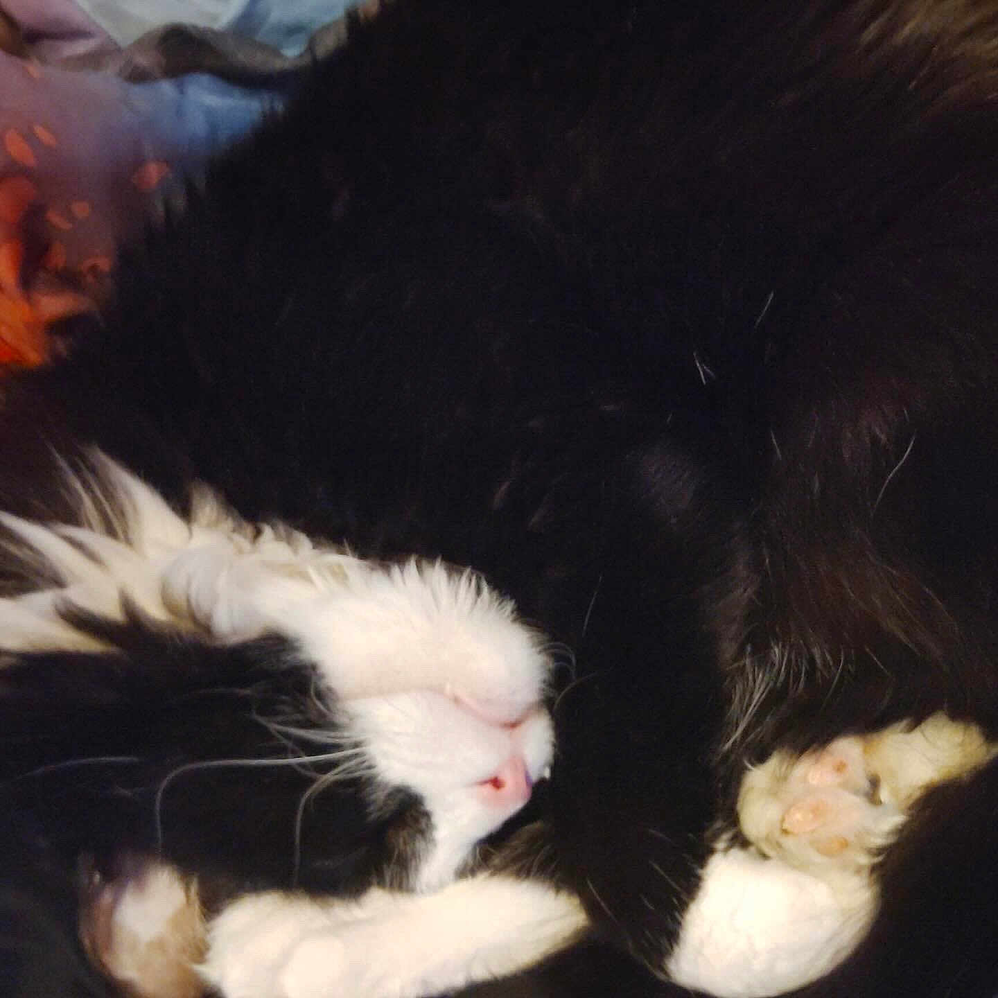Bonnie